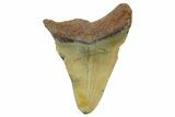 Bargain, Fossil Megalodon Tooth - North Carolina #377056-1